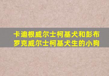 卡迪根威尔士柯基犬和彭布罗克威尔士柯基犬生的小狗