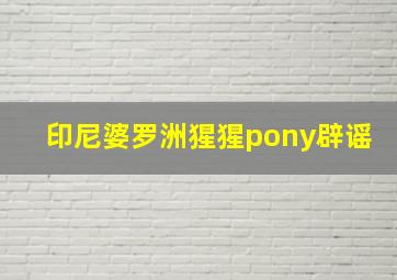 印尼婆罗洲猩猩pony辟谣