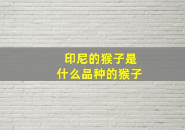 印尼的猴子是什么品种的猴子