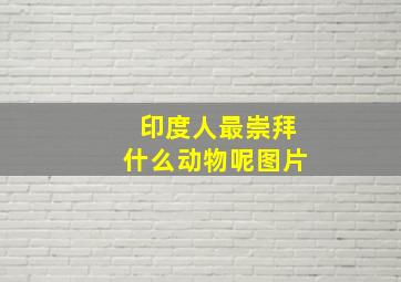 印度人最崇拜什么动物呢图片