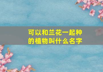 可以和兰花一起种的植物叫什么名字