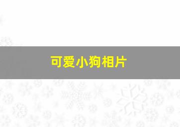 可爱小狗相片