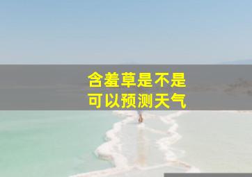 含羞草是不是可以预测天气