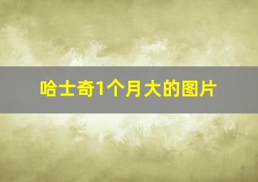 哈士奇1个月大的图片