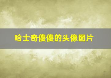 哈士奇傻傻的头像图片