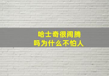 哈士奇很闹腾吗为什么不怕人