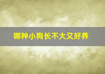 哪种小狗长不大又好养