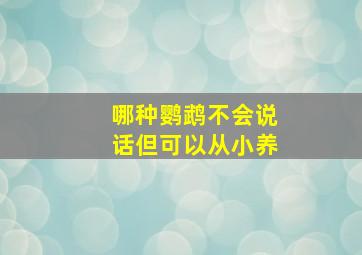 哪种鹦鹉不会说话但可以从小养