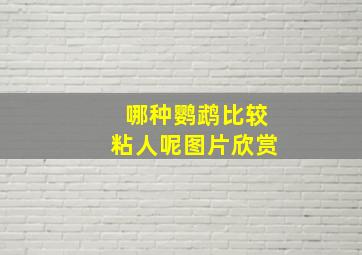 哪种鹦鹉比较粘人呢图片欣赏