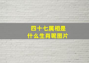 四十七属相是什么生肖呢图片