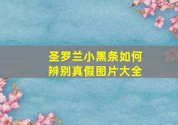 圣罗兰小黑条如何辨别真假图片大全