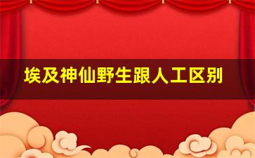 埃及神仙野生跟人工区别