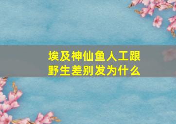 埃及神仙鱼人工跟野生差别发为什么