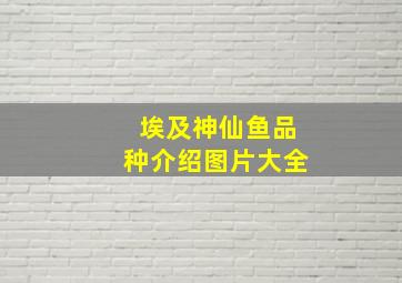 埃及神仙鱼品种介绍图片大全