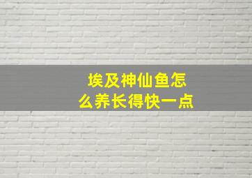 埃及神仙鱼怎么养长得快一点