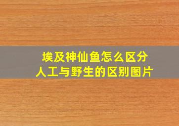 埃及神仙鱼怎么区分人工与野生的区别图片