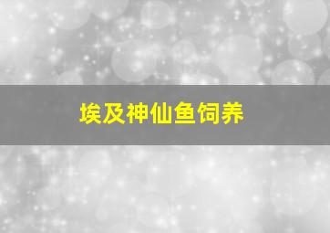 埃及神仙鱼饲养