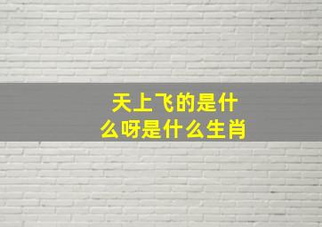 天上飞的是什么呀是什么生肖