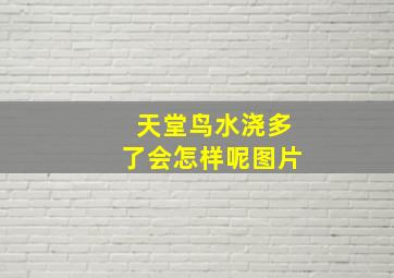 天堂鸟水浇多了会怎样呢图片