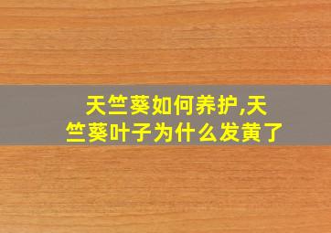 天竺葵如何养护,天竺葵叶子为什么发黄了