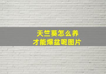 天竺葵怎么养才能爆盆呢图片