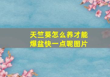 天竺葵怎么养才能爆盆快一点呢图片