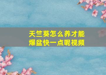 天竺葵怎么养才能爆盆快一点呢视频