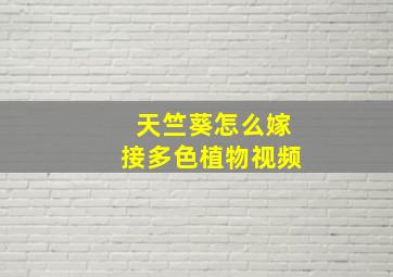 天竺葵怎么嫁接多色植物视频