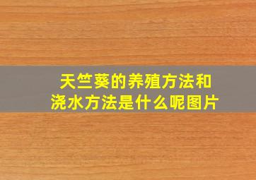 天竺葵的养殖方法和浇水方法是什么呢图片