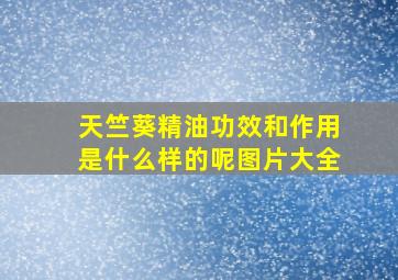 天竺葵精油功效和作用是什么样的呢图片大全