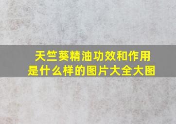 天竺葵精油功效和作用是什么样的图片大全大图