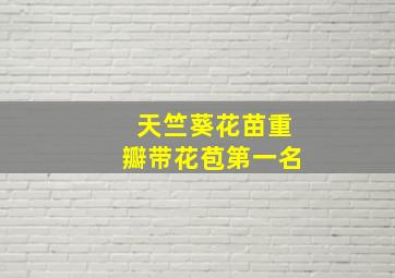 天竺葵花苗重瓣带花苞第一名