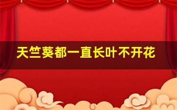 天竺葵都一直长叶不开花