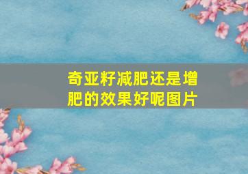 奇亚籽减肥还是增肥的效果好呢图片