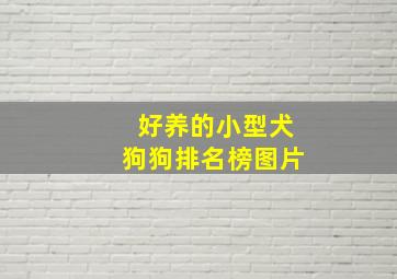 好养的小型犬狗狗排名榜图片