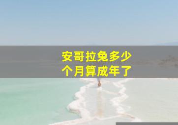 安哥拉兔多少个月算成年了