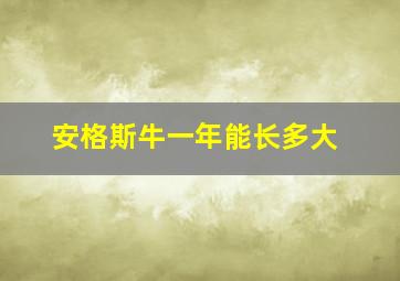 安格斯牛一年能长多大