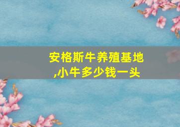 安格斯牛养殖基地,小牛多少钱一头