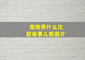 宠物养什么比较省事儿呢图片