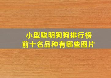 小型聪明狗狗排行榜前十名品种有哪些图片