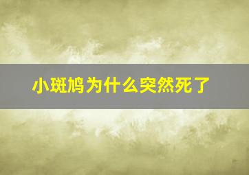 小斑鸠为什么突然死了