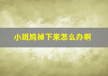 小斑鸠掉下来怎么办啊