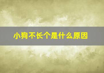 小狗不长个是什么原因