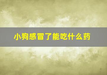 小狗感冒了能吃什么药