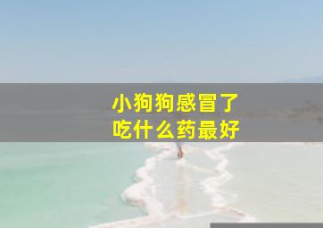 小狗狗感冒了吃什么药最好