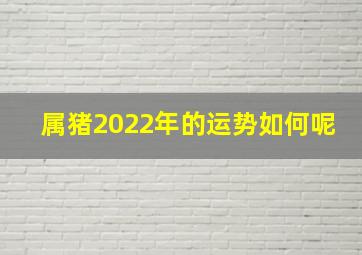 属猪2022年的运势如何呢