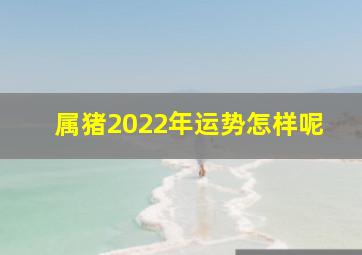 属猪2022年运势怎样呢