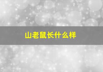 山老鼠长什么样