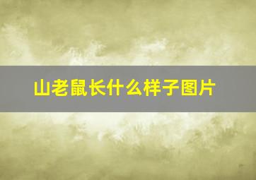 山老鼠长什么样子图片