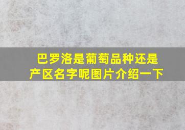 巴罗洛是葡萄品种还是产区名字呢图片介绍一下